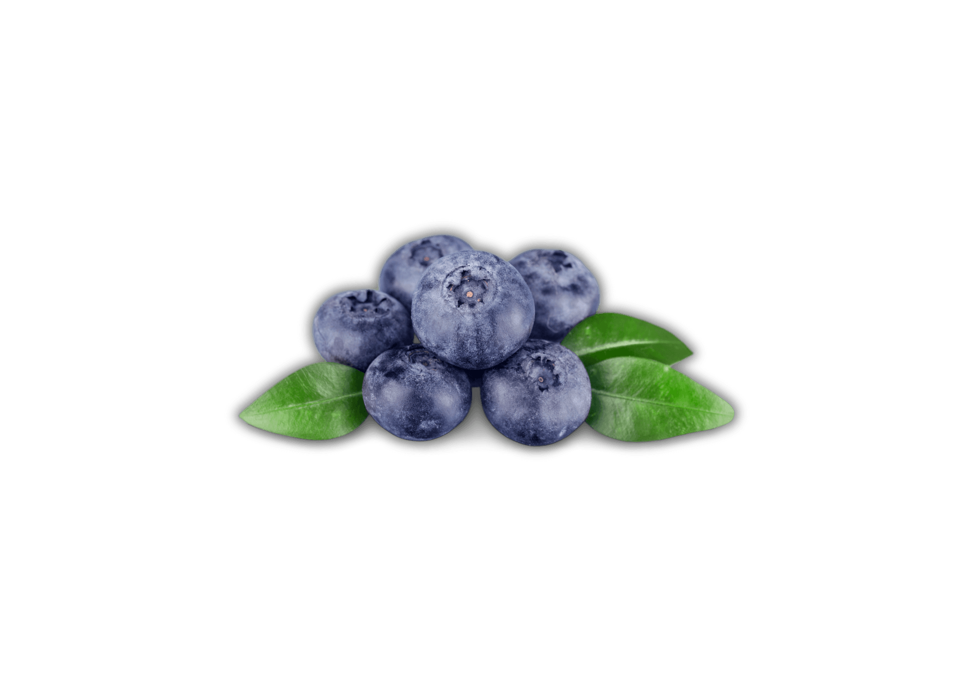 Blueberry — ingredient in Primaldew Original
