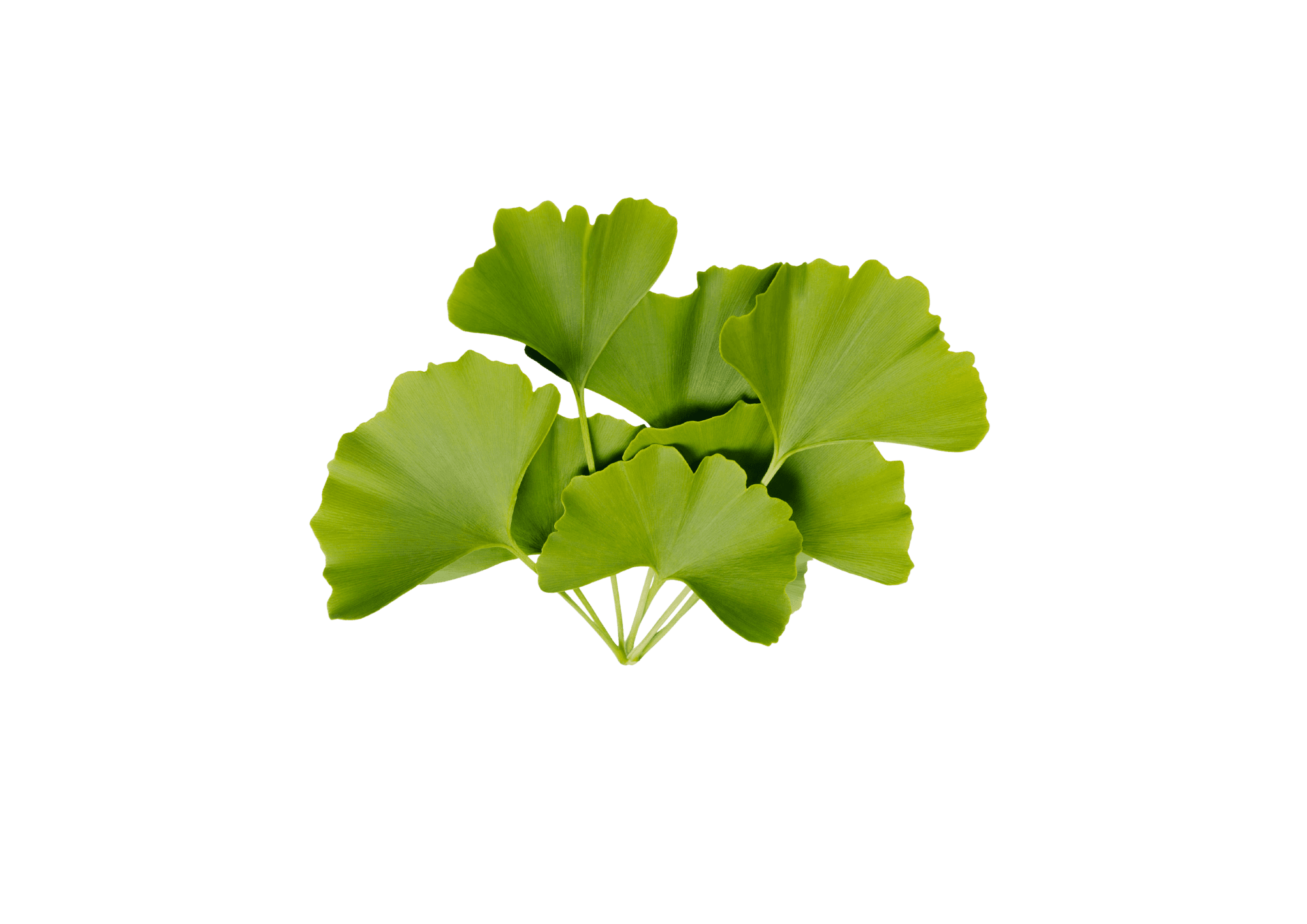 Ginkgo Biloba — ingredient in Primaldew Original