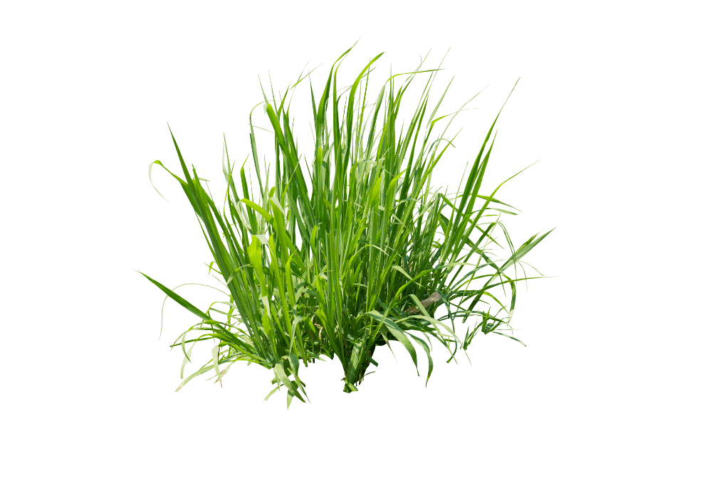 Wheatgrass — ingredient in Primaldew Original